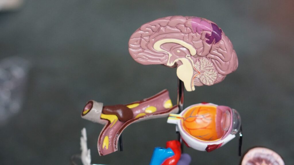 the human brain