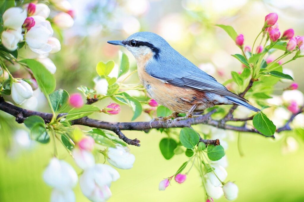 a bird perched on a tree with flower blossoms